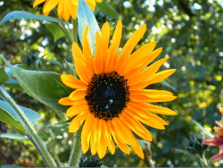 Sonnenblume mit Tautropfen